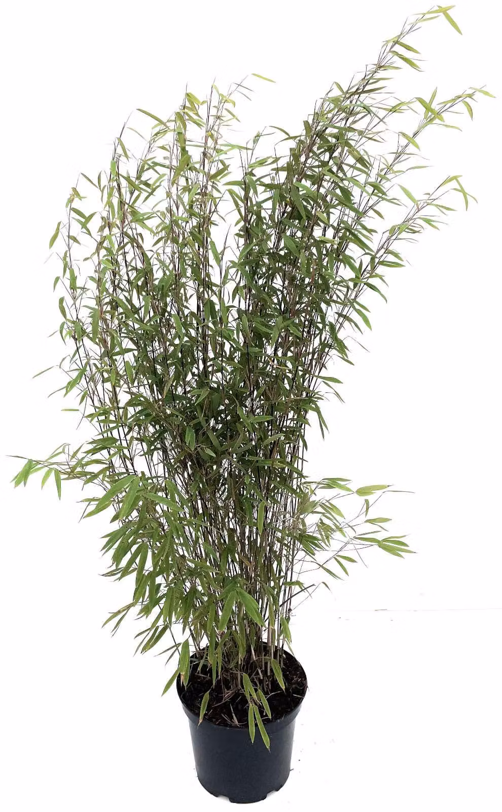 Bambù Fargesia nitida 'Black Pearl' vaso da 7,5 litri, altezza 80 - 100 cm