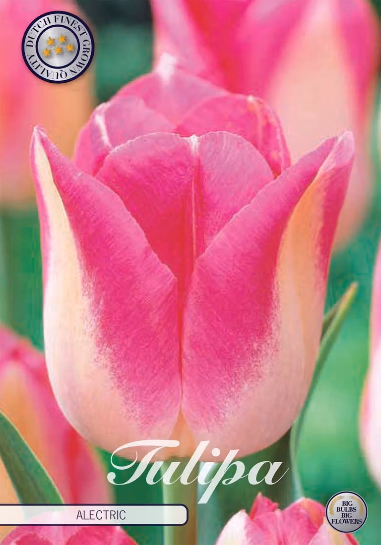 Tulipani Infinity (10 pezzi) | Bulbi di tulipano di Sam van Schooten