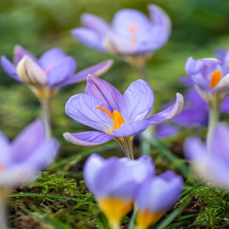 Bulbi da fiore Bulbi da fiore Crocus Autumn crocus Artabir 10 pz.
