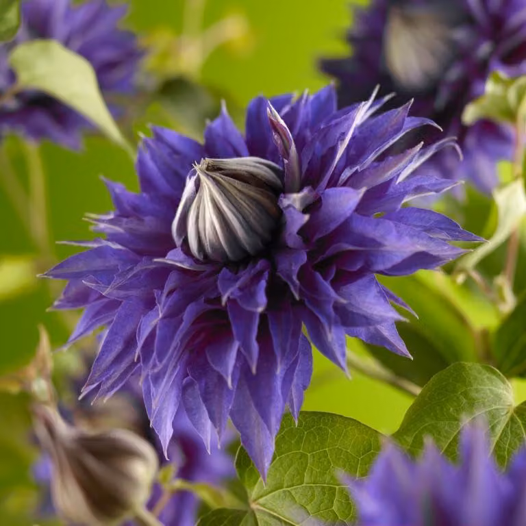 Clematis Multi Blue – Clematide doppia | pianta rampicante resistente al freddo 30–50 cm in vaso | fiori blu-viola