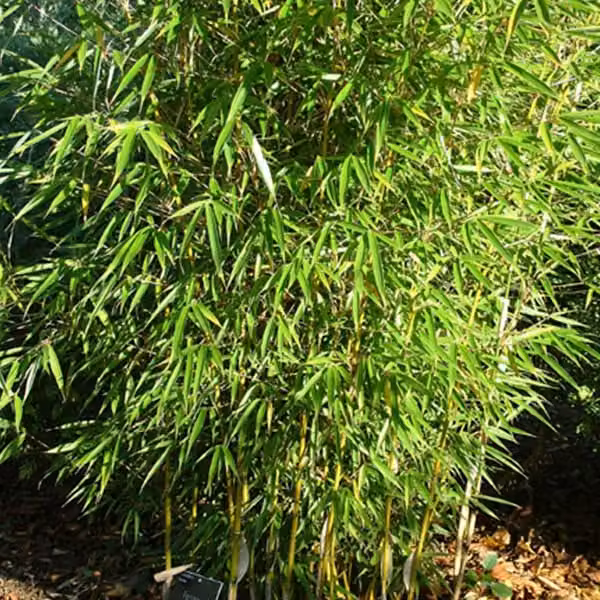 Bambù ornamentale a cespuglio – Fargesia robusta | 60-80 cm in vaso