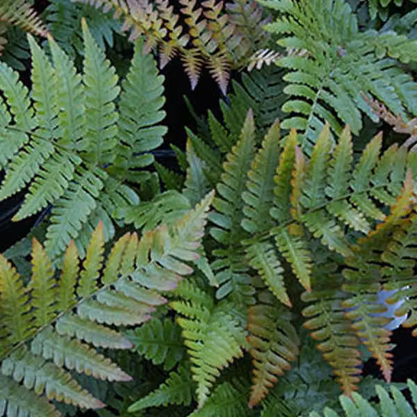 6 piante di felce *Dryopteris erythrosora* (felce rossastra) | Vaso da 9x9 cm