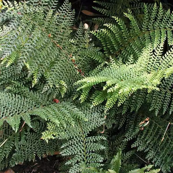 6 piante di Felce filigrana - Polystichum setiferum 'Dahlem' | Vaso da 9x9 cm