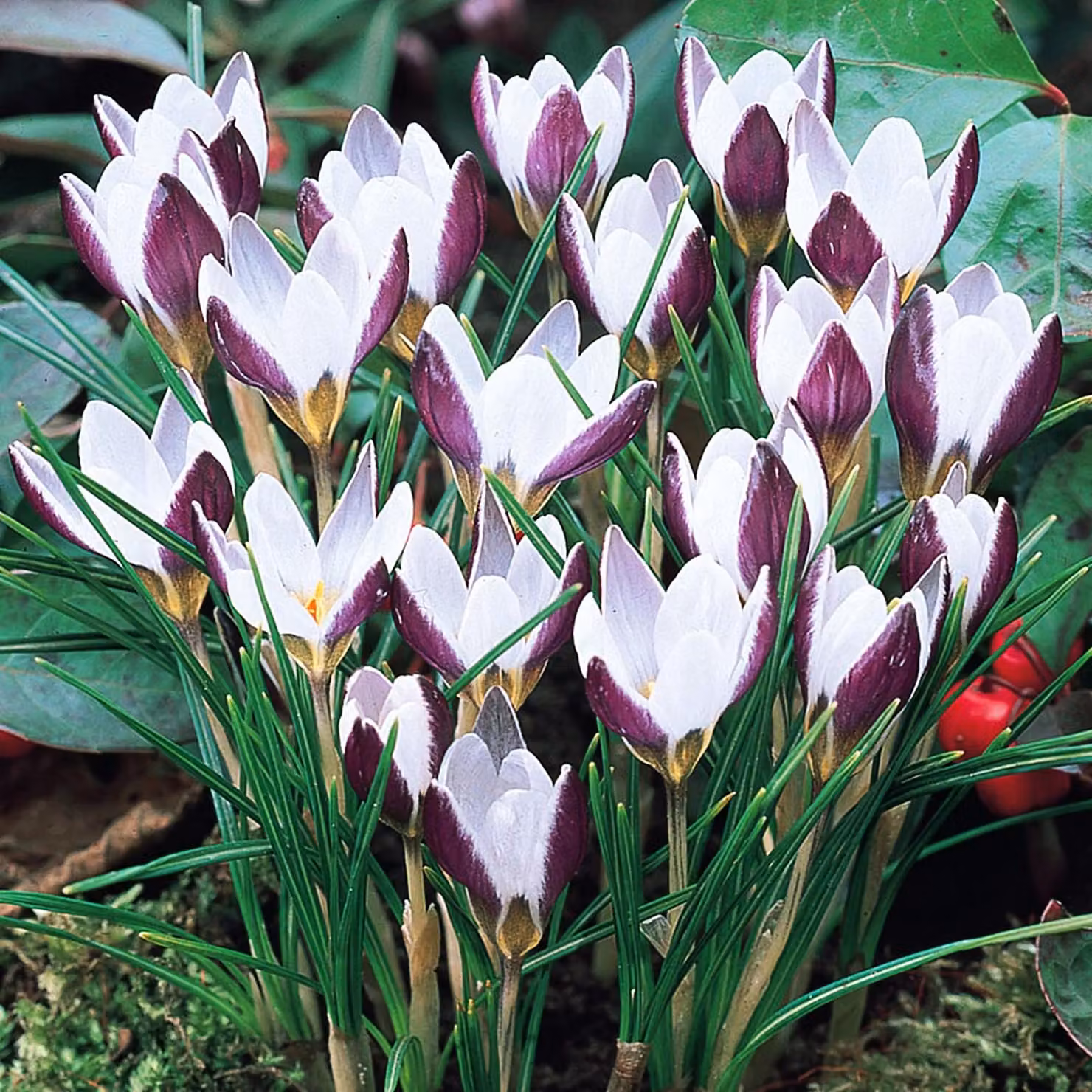 Bulbi da fiore Bulbi da fiore Crocus Spring Crocus Lady Killer 10 pz.