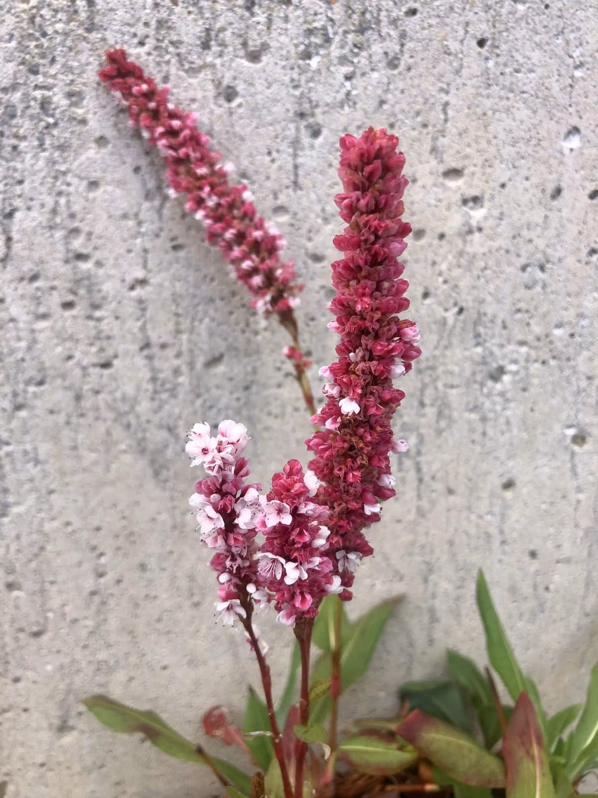 6 x Persicaria Affinis 'Superba' - Nodo delle candele - vaso 9x9 cm