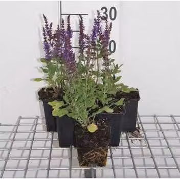 6 x Salvia nem. 'blue queen' - Muschio stellare - vaso 9 x 9 cm