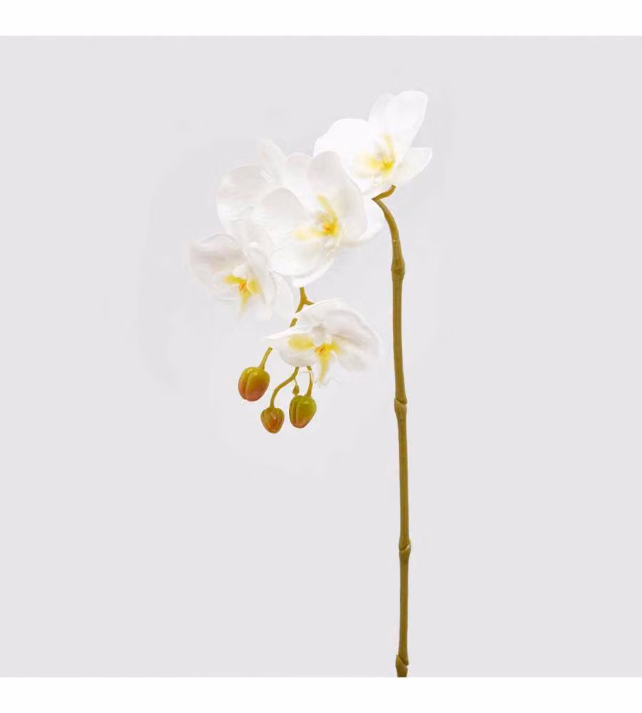 Orchidea Phalenopsis Olis Ramo singolo Bianco h 70 cm