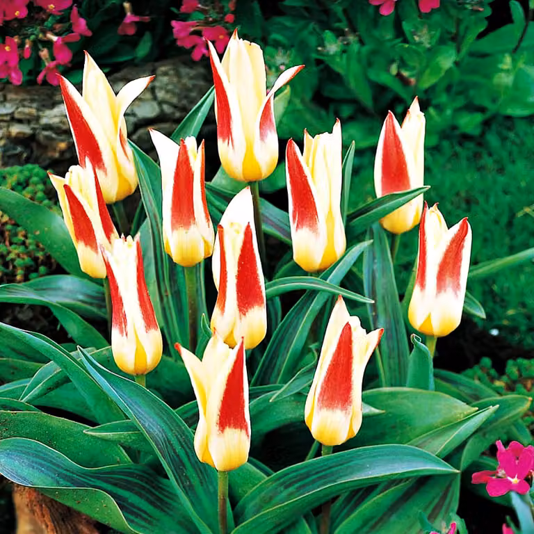Tulipani Bulbi da fiore Fiori Kaufmanniana tulipano Johann Straus 5 pz.