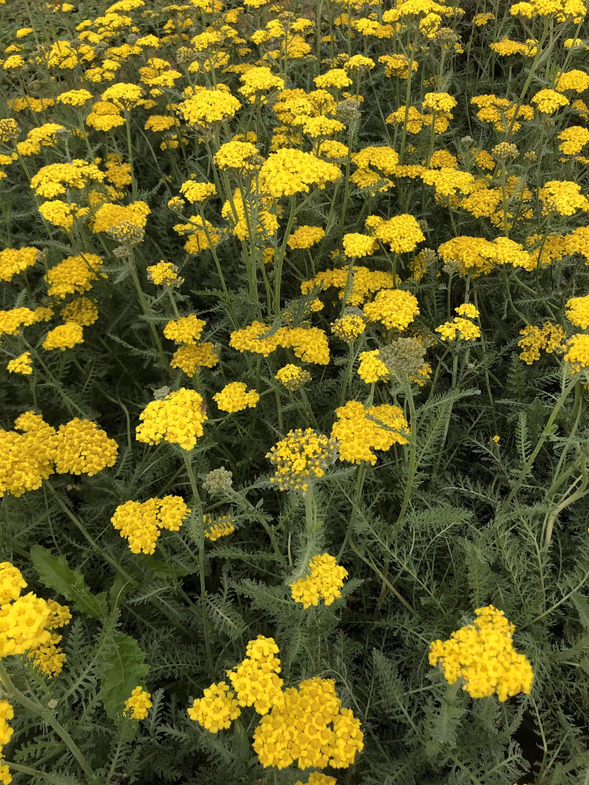 6 x Achillea hybrida 'Little Moonshine'pbr - Schafgarbe im topf 9 x 9 cm