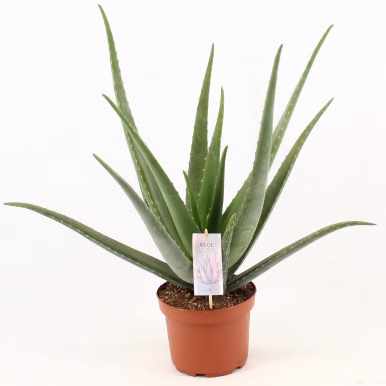 Aloe Vera - 60-70cm - Ø19cm - Pianta d'appartamento - Sempreverde - Cactus e piante grasse