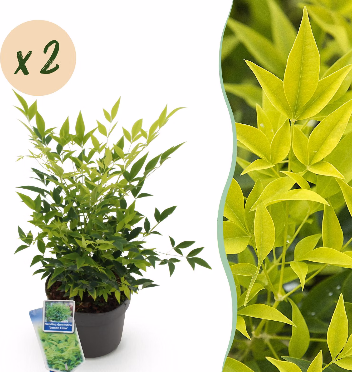 Nandina Lemon & Lime - Giallo - 2 piante - Sempreverde - Bassa manutenzione - 35-45cm - Ø17cm - Pianta da giardino
