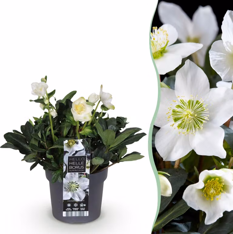 Rosa di Natale - Helleborus Christmas Carol - Fiore bianco -1 Pianta - Sempreverde - 25-35cm - Ø17cm - Pianta da giardino
