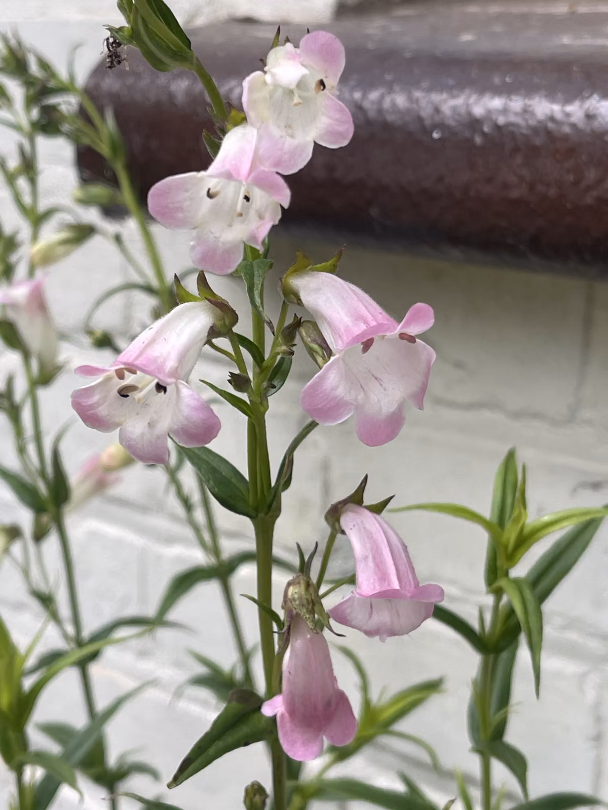 6 x Penstemon 'Apple Blossom' - Filo di barba ) Vaso 9 x 9 cm