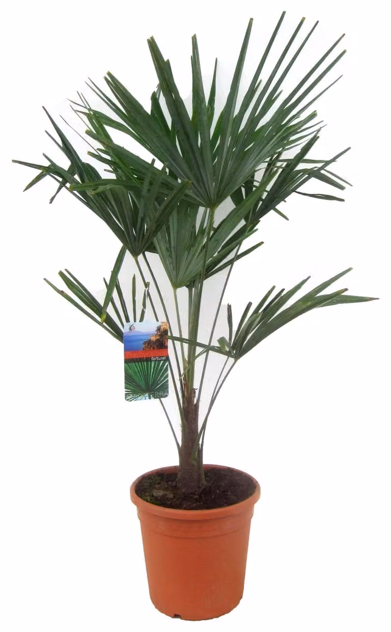 Voce speciale Palma della canapa cinese 70-100 cm Trachycarpus fortunei
