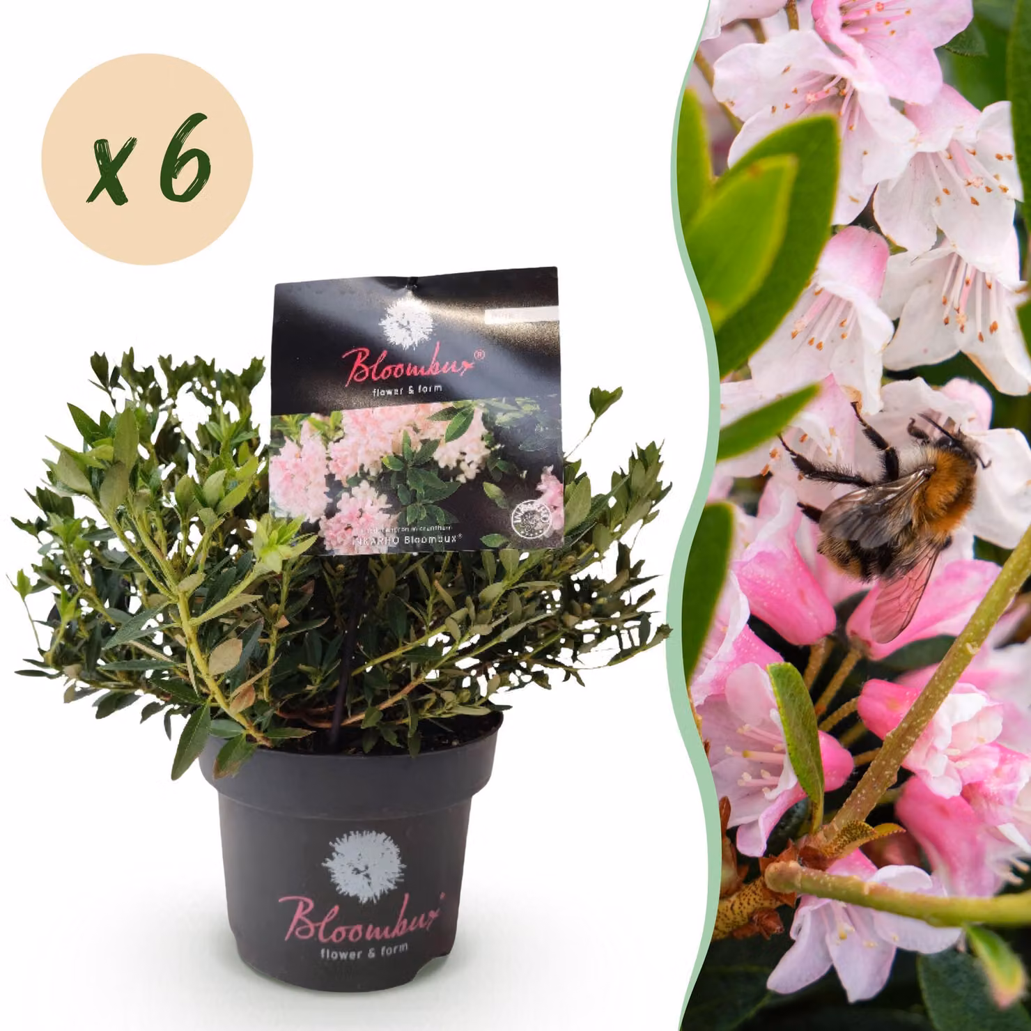 Rododendro nano - Rhododendron Bloombux Light Pink - Bosso da fiore - Bassa manutenzione - Fiore rosa chiaro - 6 piante - 30-40cm - Ø17cm - Pianta da giardino