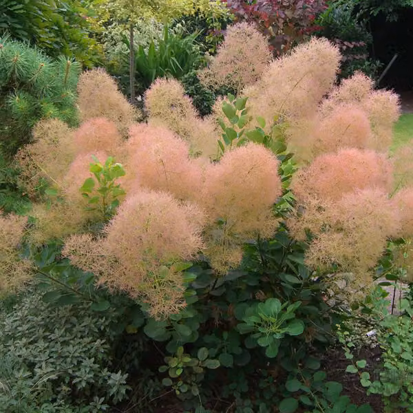 Perückenstrauch - Cotinus coggygria 'Young Lady' | 40-60 cm, in vaso