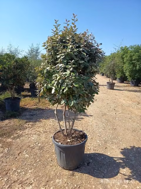 ELEAGNUS EBBINGEI COMPACTA MULTITRONCO 60