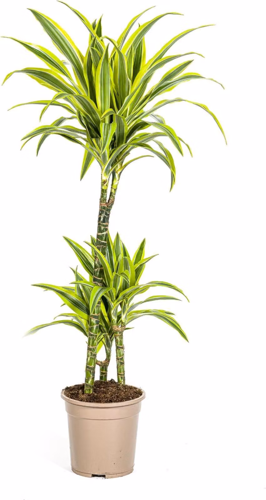 Dracaena Deremensis Lemon Lime, pianta da appartamento, Ø21cm, altezza 90-110cm