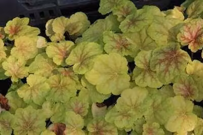 6 x Heuchera hybr. 'Tiramisu' - Campane viola - vaso 9 x 9 cm