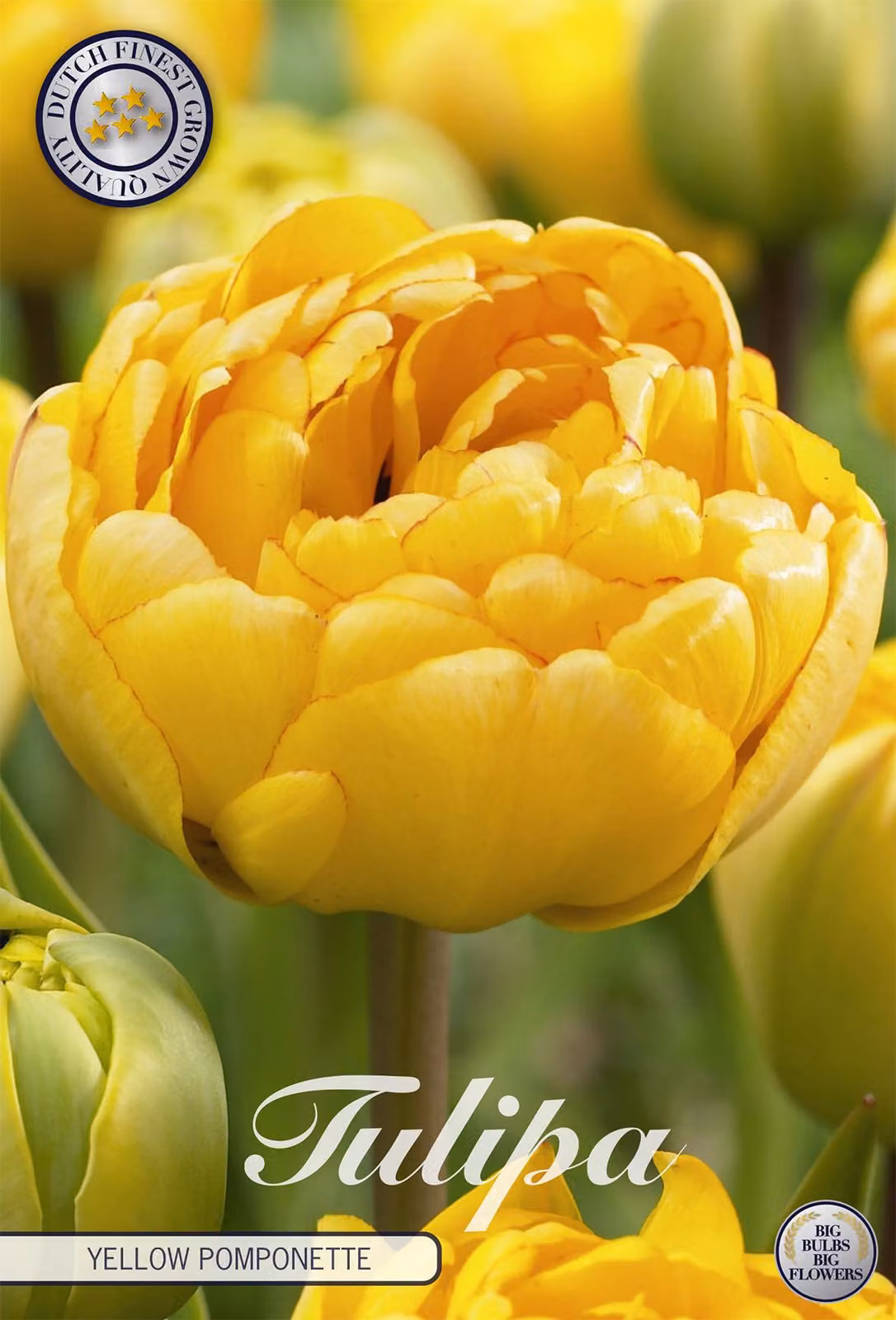 Double Late - Pomponette gialla - Tulipa