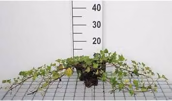 12 x Hedera helix 'Shamrock' - Edera 'Shamrock' - Vaso 9 cm x 9 cm