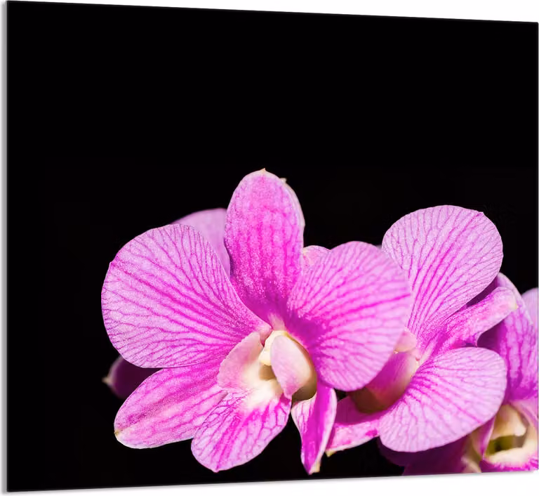 PIATTO DI VETRO PER CUCINA 65x60 Orchidea