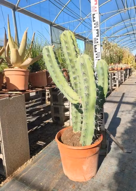 Cactus Mirtillo Myrtillocactus Geometrizans Vaso 25 cm Cactacea Colonnare