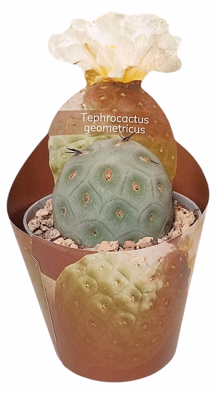 Teprocactus geometricus - raro cactus sferico - rarità - 6,5cm vaso - 15cm alto