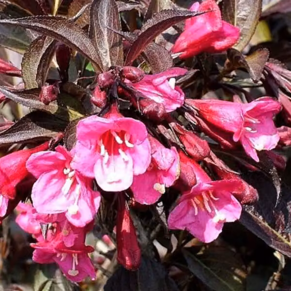 2 piante di Weigela 'Wine & Roses' - Weigela florida 'Wine & Roses' ('Alexandra') | Altezza: 40-50 cm, fornite in vaso