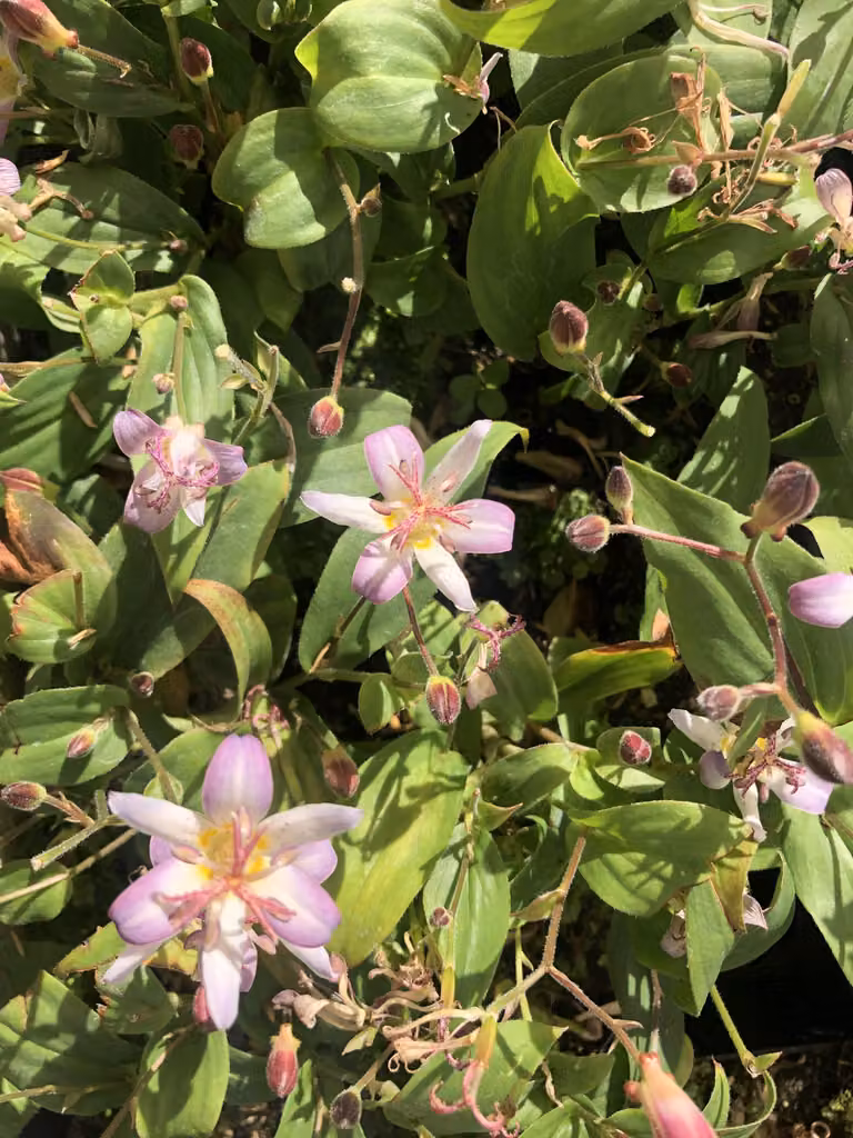 6 x Tricyrtis hirta 'Tojen' - Giglio rospo - vaso 9x9 cm