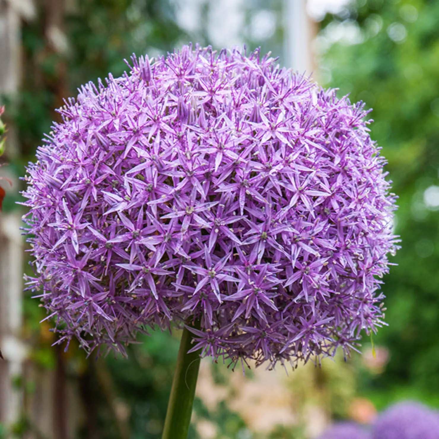Bulbi da fiore Bulbi Porro ornamentale Allium Universe 1 pz.
