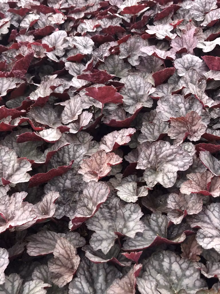 6 x Heuchera hybr. 'Cascade Dawn' - campana viola - vaso 9x9 cm