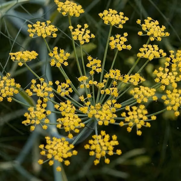 6 piante di finocchio - *Foeniculum vulgare* | Vaso da 9x9 cm