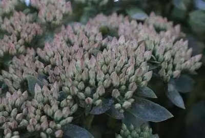 6 x Sedum hybr. 'Carl' - Foglia grassa - vaso 9 x 9 cm