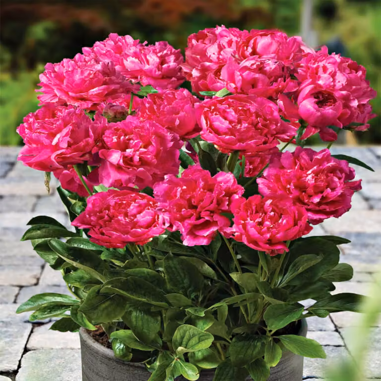 Paeonia Peonia piantina Patio London 1 pz Peonie piantine Profumate