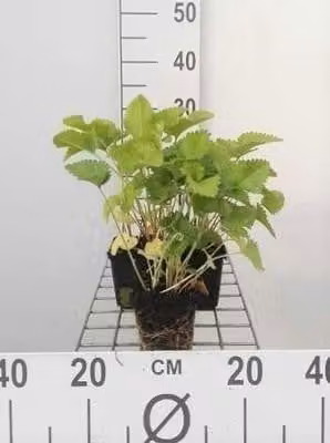 6 x Stachys grandiflora 'Superba' - Erba - Vaso 9 x 9 cm