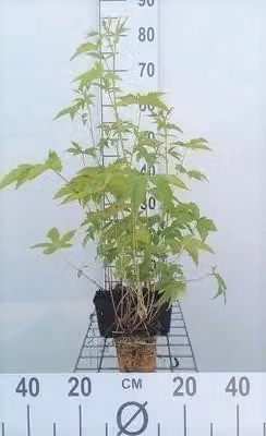 6 x Filipendula purp. 'Elegans' - Olmaria - vaso 9 x 9 cm