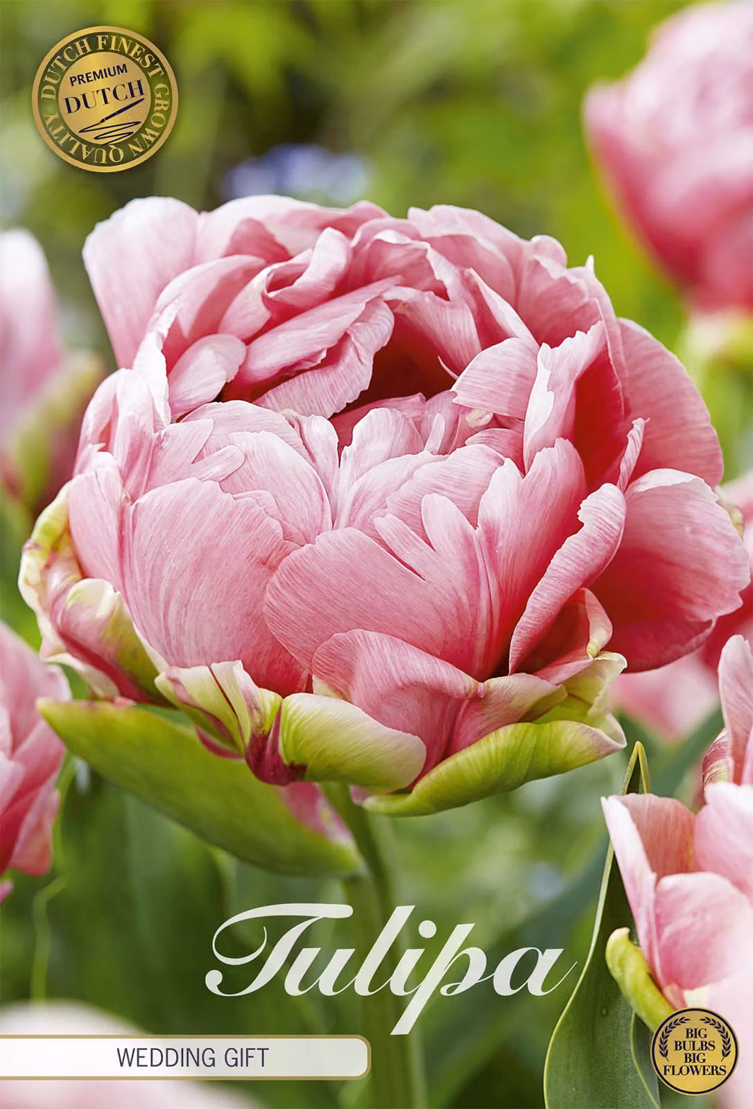 Regalo di nozze "Tulipano" (7 pezzi) | Bulbi di tulipano di Sam van Schooten