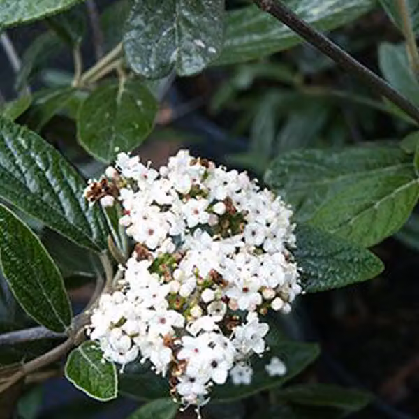 Prager Schneeball - Viburnum 'Pragense' | 40-60 cm, in vaso
