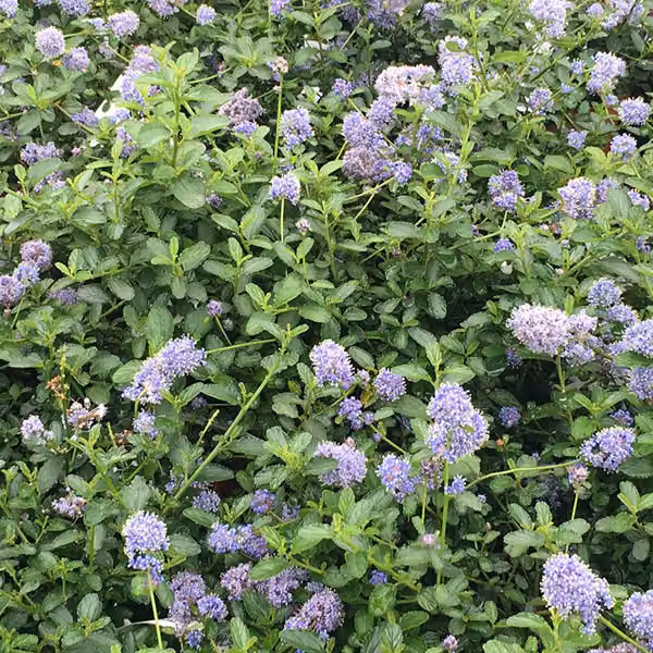 2 piante di Ceanothus thyrsiflorus 'Repens' (Säckelblume) | Altezza: 25-30 cm, in vaso