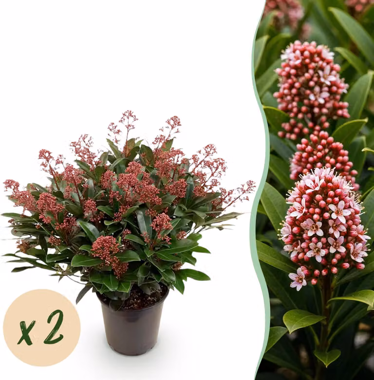 Skimmia japonica Rubella - Fiore rosso - 40+ fiori - 2 piante - rustica - 50-60cm - Ø19cm - Pianta da giardino