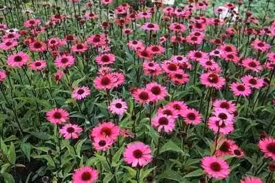 6 x Echinacea purp. 'Summer Cloud'® - Sonnenhut - Topf 9 x 9 cm