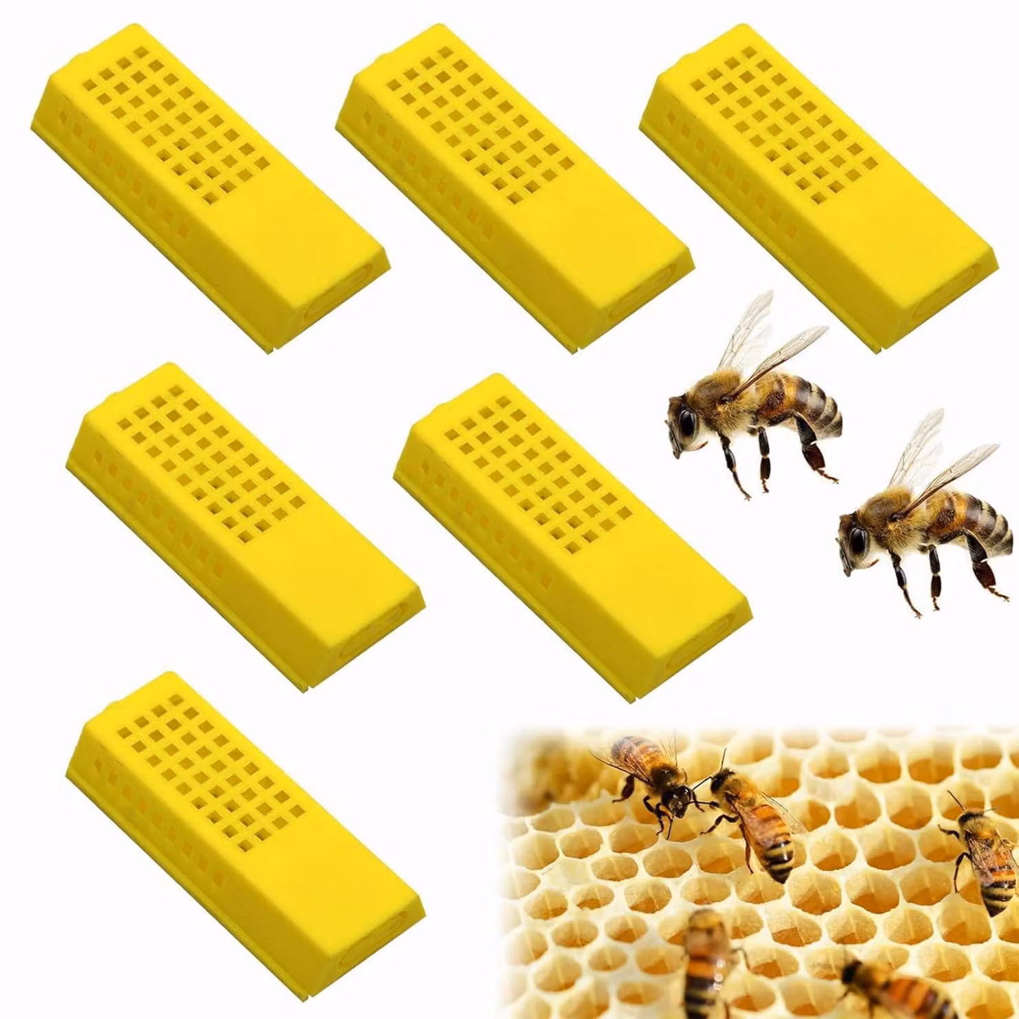 Set di vasetti per l'allevamento di api, 6 pezzi, in plastica