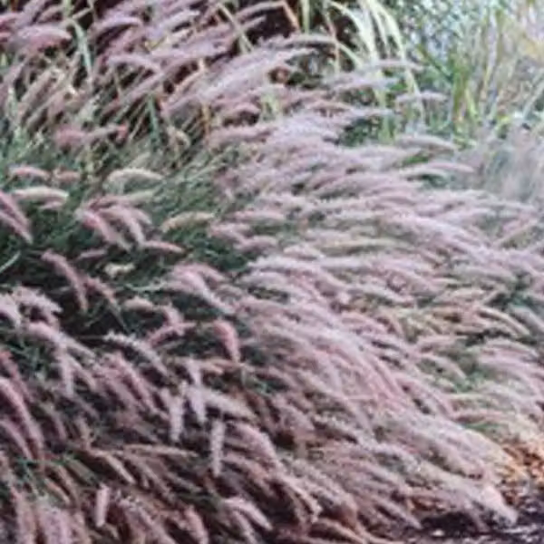 6 piante di *Pennisetum viridescens* (erba ornamentale) | Vaso da 9x9 cm