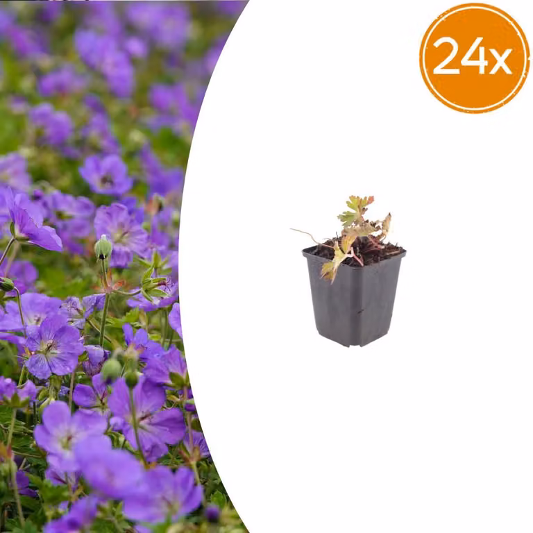 Geranium wallichianum "Azure Rush" - Storchschnabel - 9cm Topf - 10-25cm - Set con 24 piante