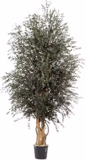 Albero Wide Parvifolia stabilizzato h 130 cm