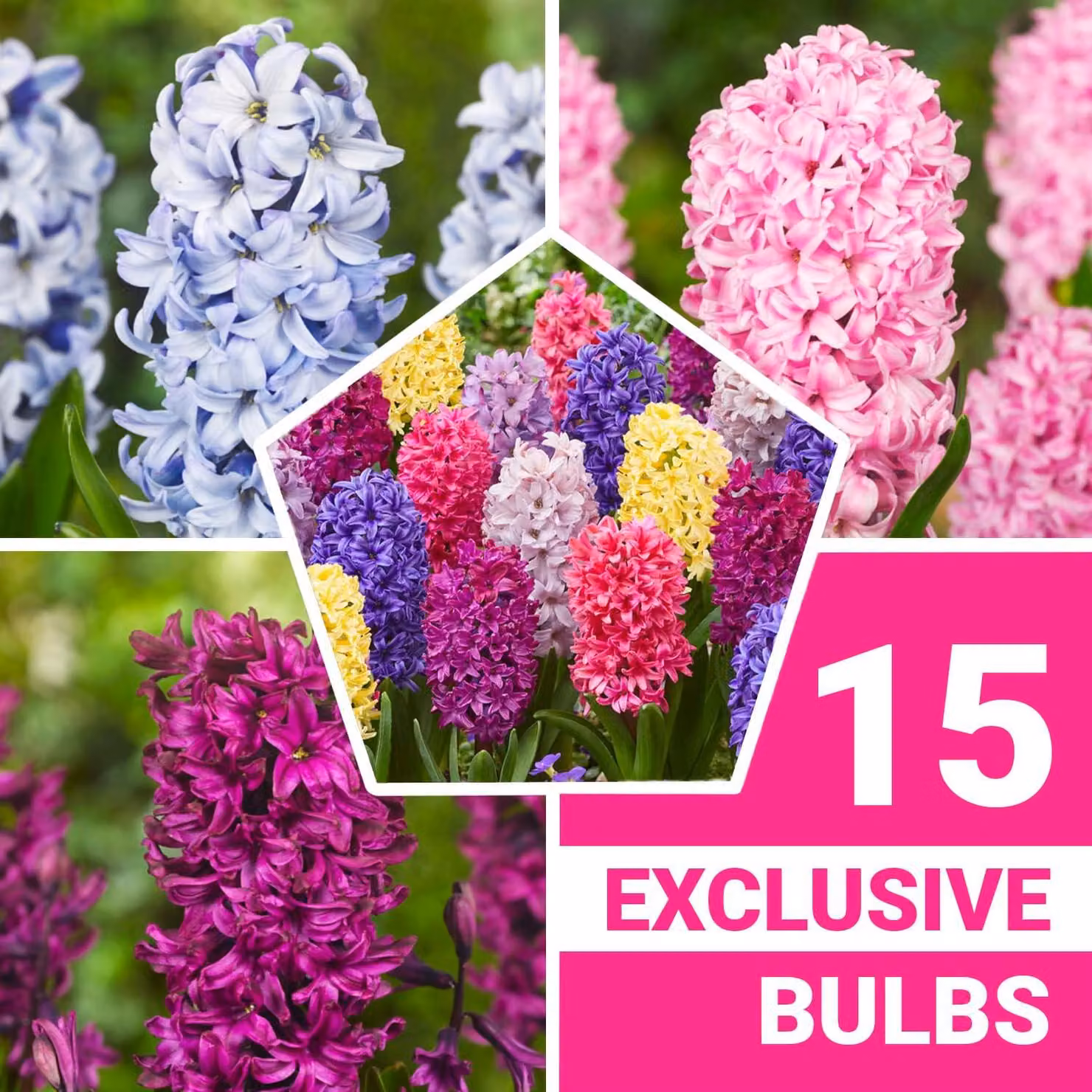 Bulbi di giacinto, resistenti al freddo, perenni - Mix economico - 15 bulbi - Bulbi profumati - 3 varietà/colori - Piante provenienti dall'Olanda - Adatti per giardino, vaso o terrina (bulbi di grandi dimensioni, non semi)