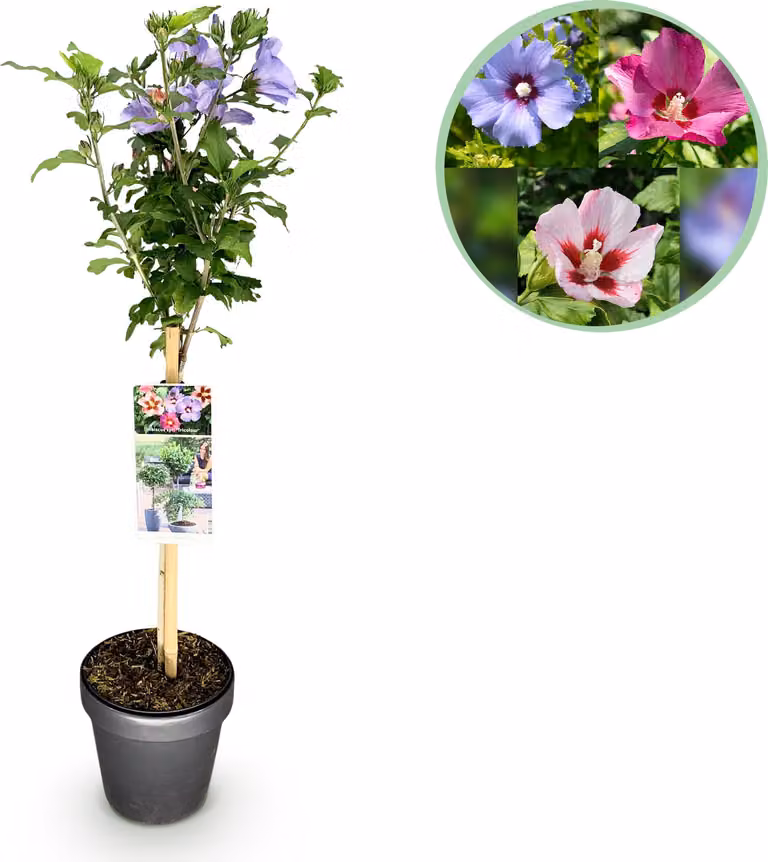 Hibiscus syriacus Tricolour - Pianta su stelo - Pianta da terrazzo - Decidua - Bassa manutenzione - 80-90cm - Ø19cm - Pianta da giardino