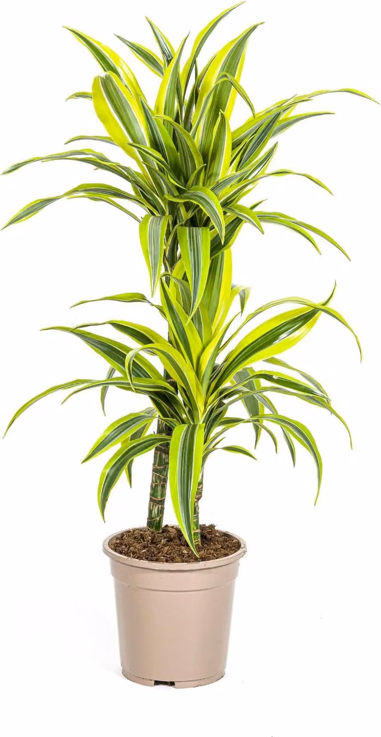 Dracaena Deremensis Lemon Lime, pianta da appartamento, Ø19cm, altezza 70-90cm