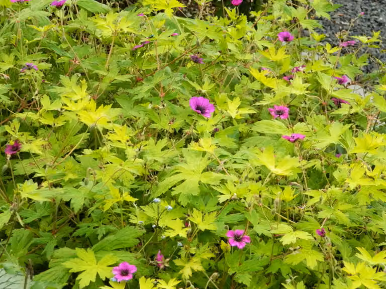 6 x Geranium 'Ann Folkard' - Storchschnabel - topf 9 x 9 cm